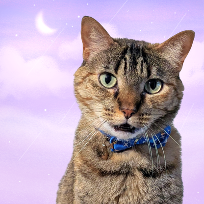 Cosmic Twilight – Blue Celestial Nylon Bowtie Cat Collar