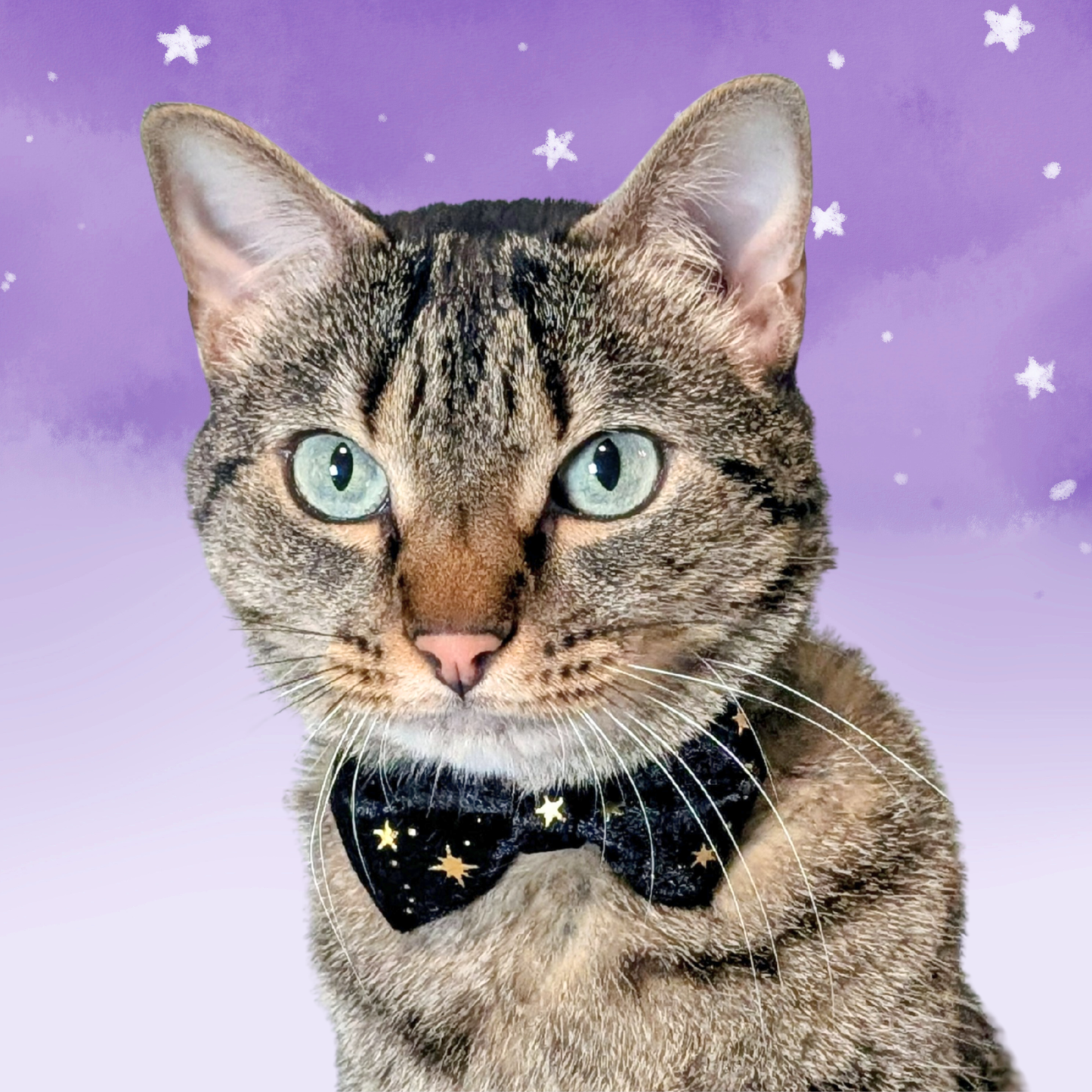 Midnight Moon – Black Celestial Velvet Bowtie Cat Collar