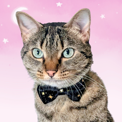 Black Celestial Velvet Bowtie Cat Collar