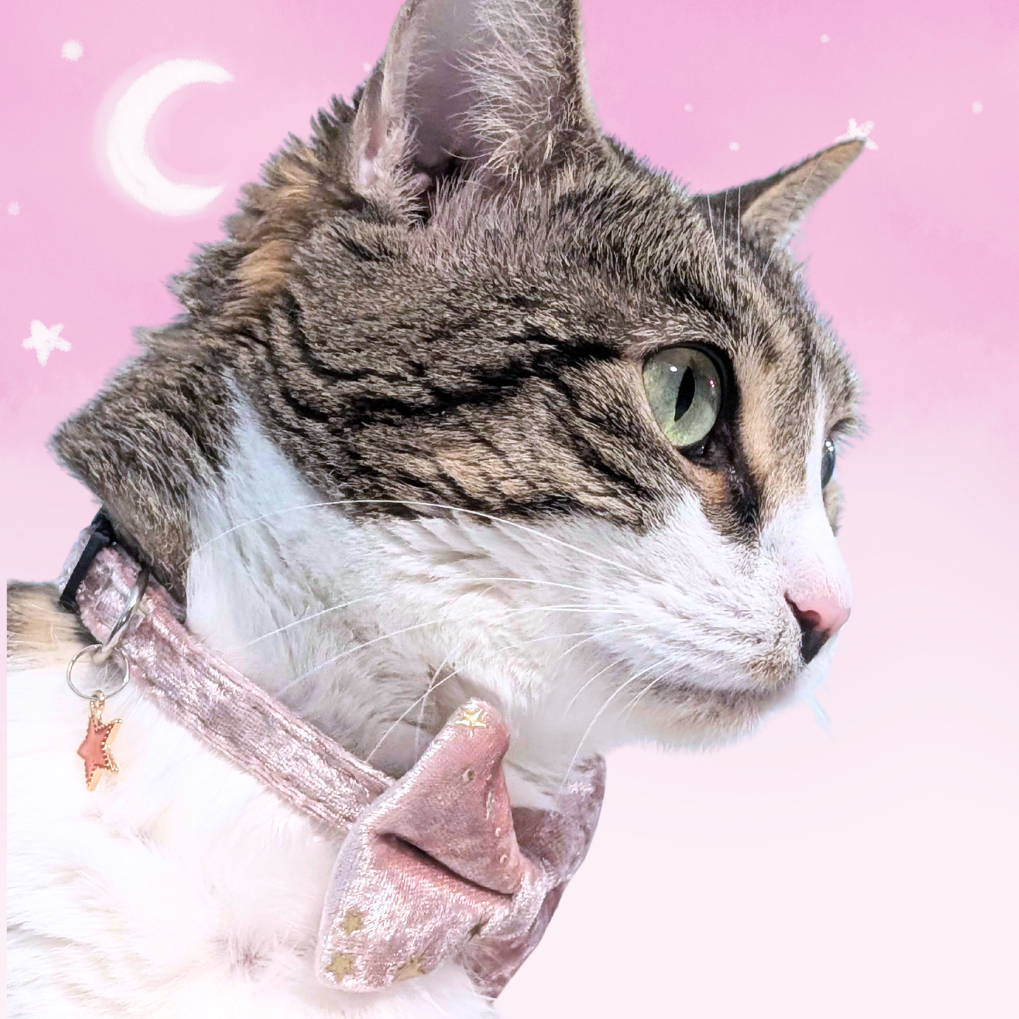 Pink Celestial Velvet Bowtie Cat Collar