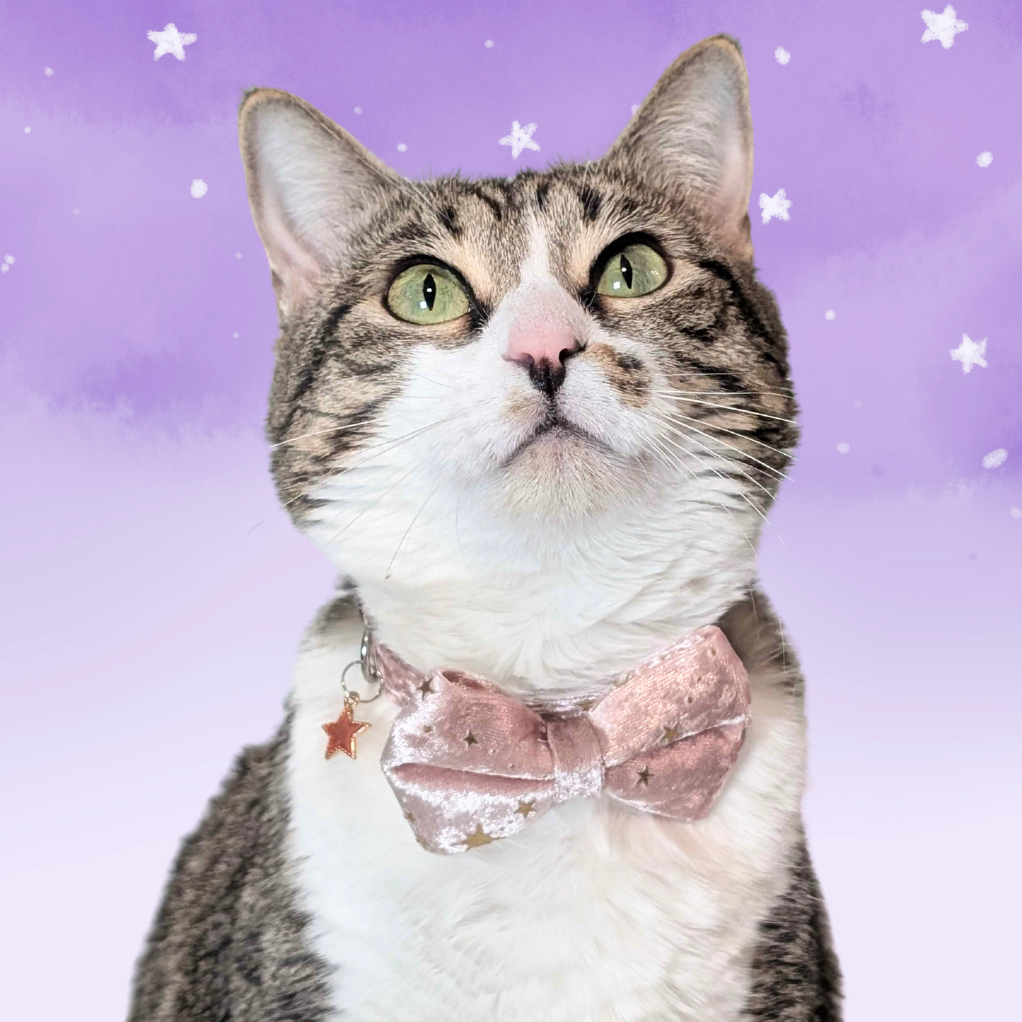Starlit Blush – Pink Celestial Velvet Bowtie Cat Collar