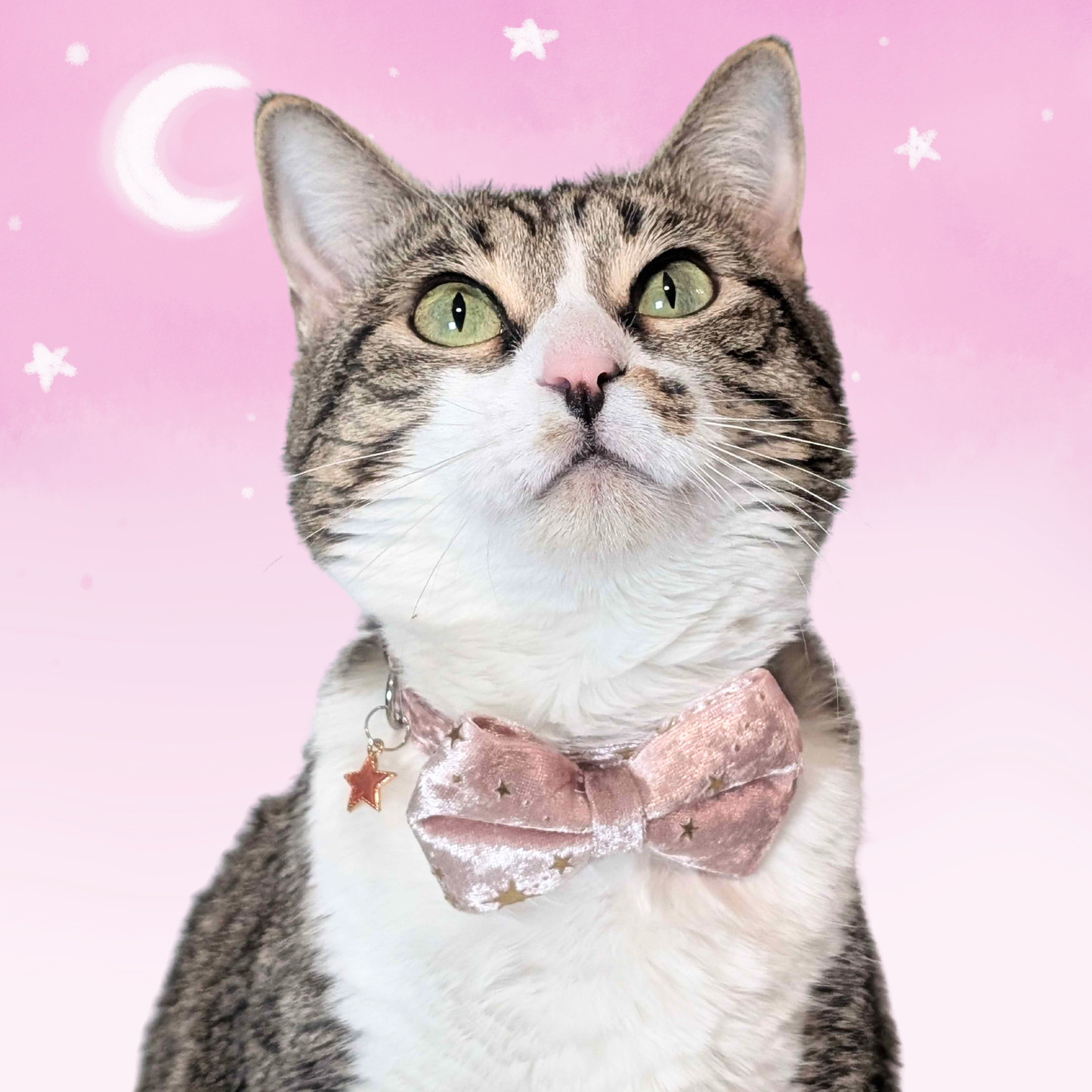 Pink Celestial Velvet Bowtie Cat Collar