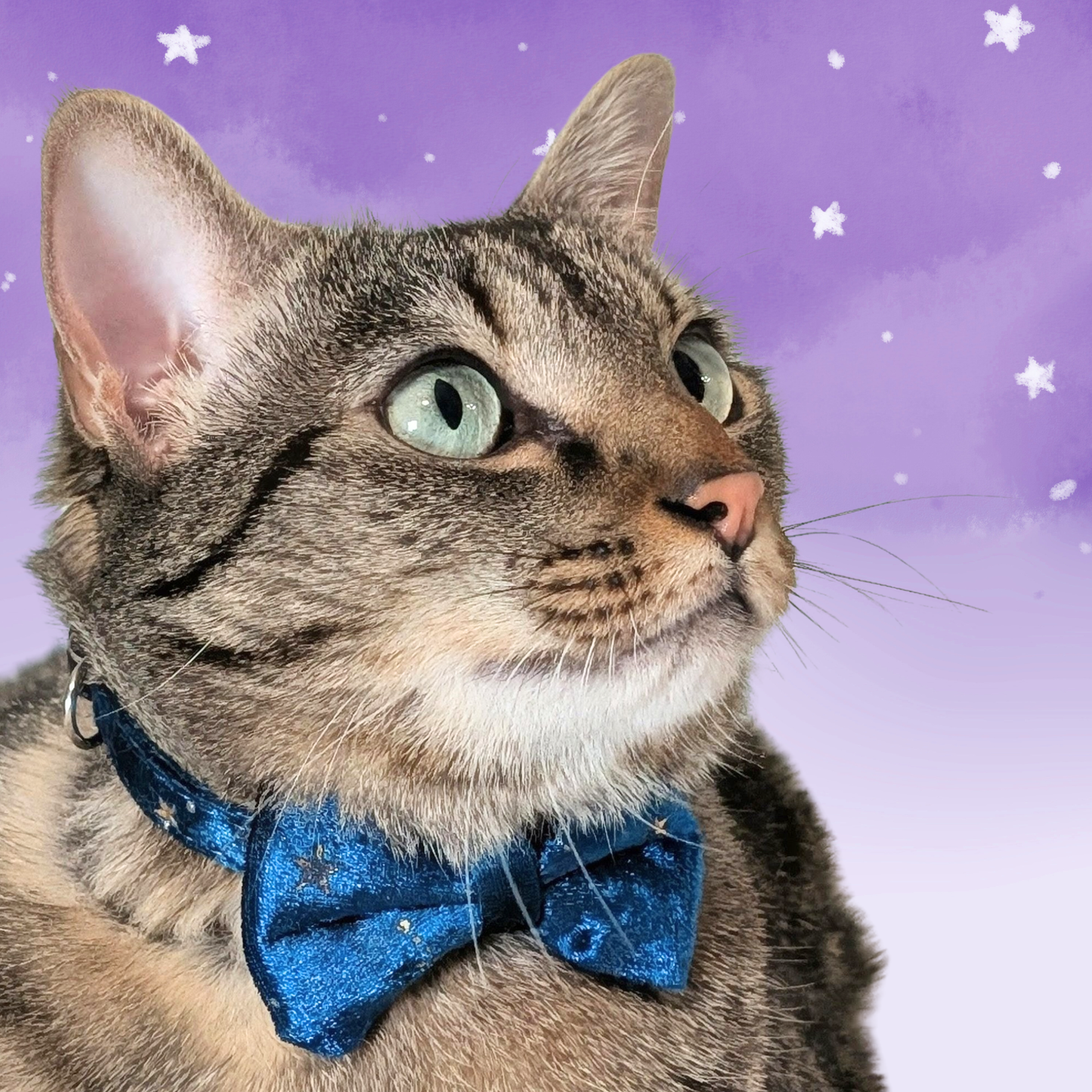 Cosmic Twilight – Teal Celestial Velvet Bowtie Cat Collar