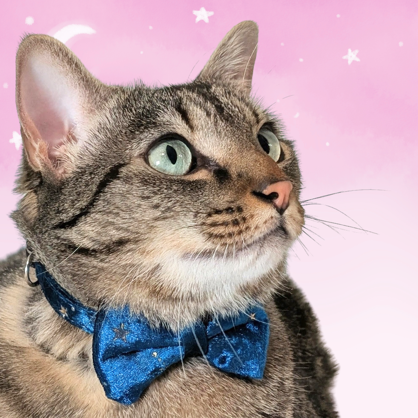 Teal Celestial Velvet Bowtie Cat Collar