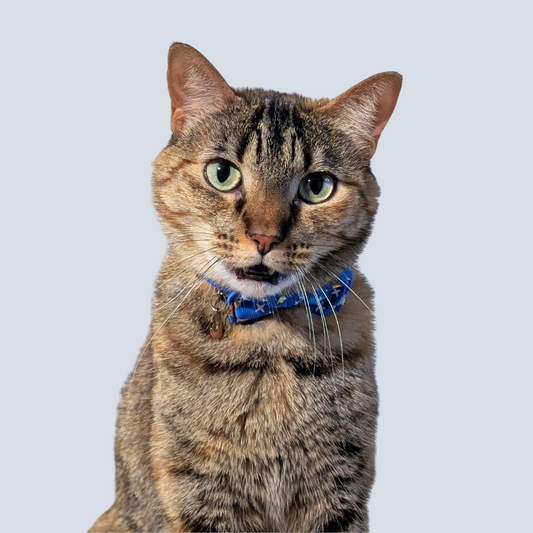 Celestial Blue Bowtie Cat Collar – Adjustable, Cute Star Pattern for Stylish Cat