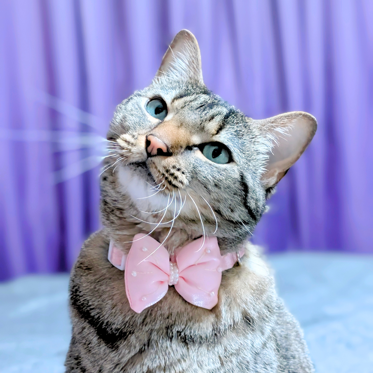 Satin Puffed Bow Cat Collar Set of 2 - Pink & Purple