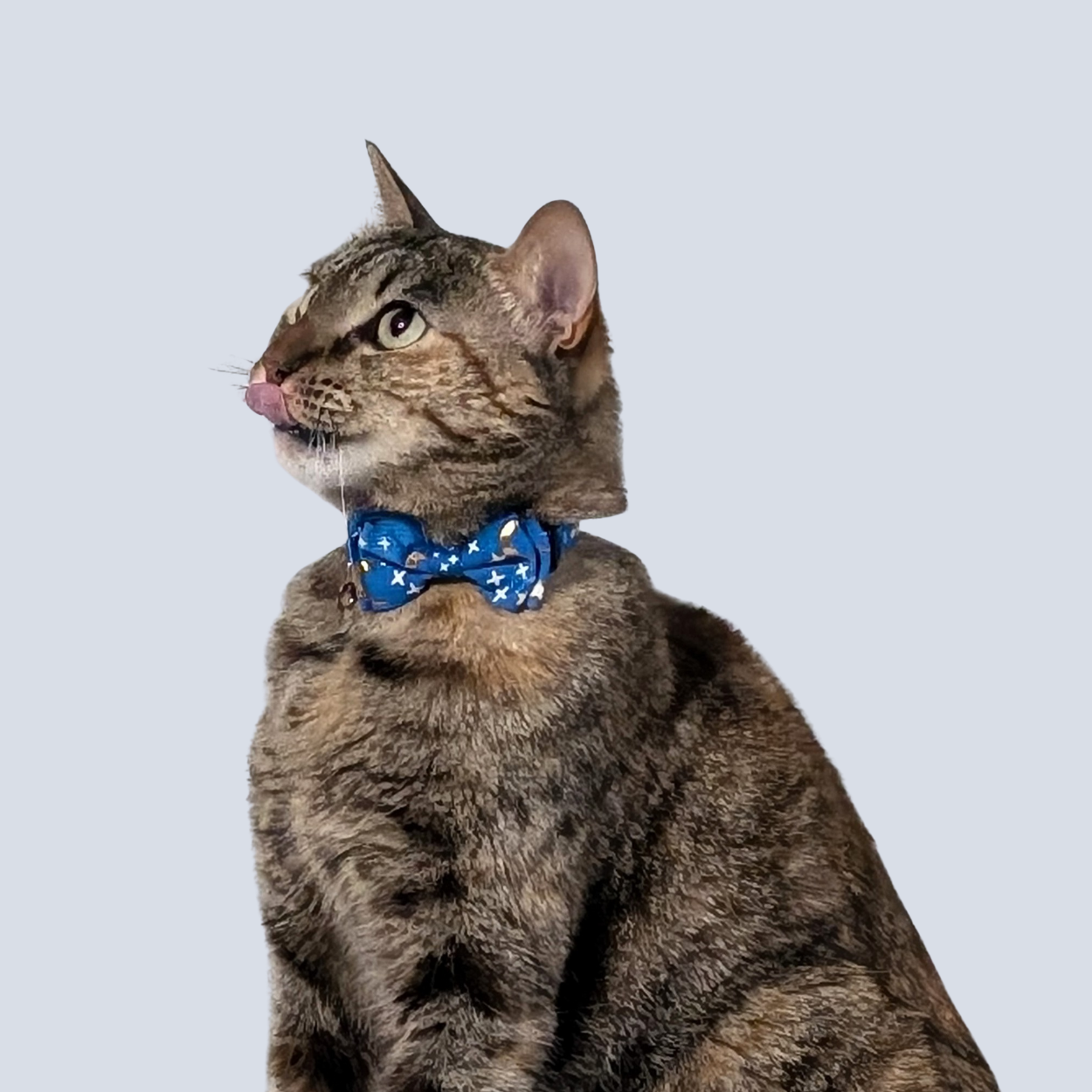 Cosmic Twilight – Blue Celestial Bowtie Cat Collar