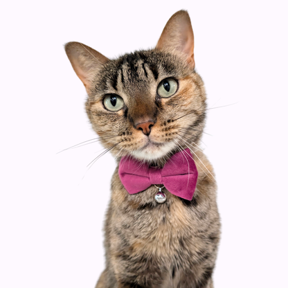 Purple Velvet Bowtie + Bell Cat Collar